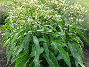 Little Dutch Tobacco - Nicotiana