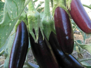 Eggplant - Little Finger