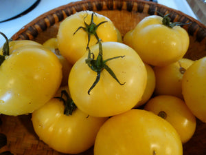 Livingston’s Golden Queen Tomato (1882)