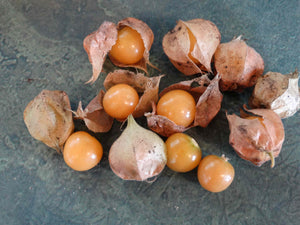 Loewen Family Ground Cherry
