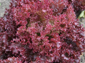 Lollo Rossa Lettuce