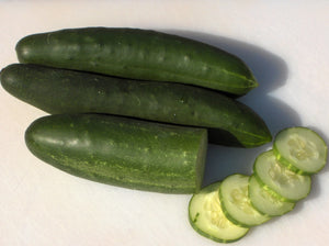 Longfellow Cucumber (1927)