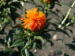 Lorenzo Trussoni Safflower