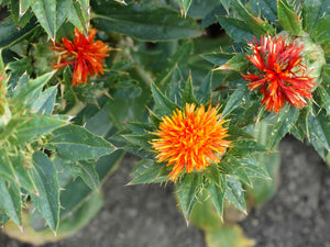 Lorenzo Trussoni Safflower