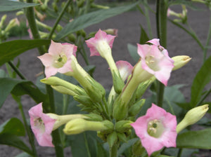 Louisiana Pirogue Tobacco Nicotiana  (Nicotiana sp.)