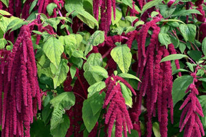 Love Lies Bleeding Amaranthus - (Amaranthus caudatus)