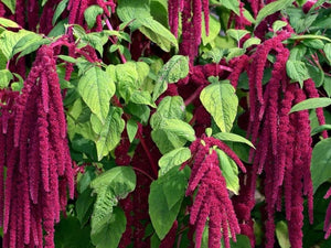 Love Lies Bleeding Amaranthus - (Amaranthus caudatus)