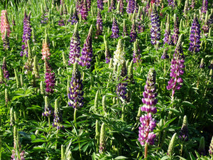 Lupine Mix (Lupinus sp.)