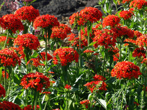 Maltese Cross (1597) - (Lychnis chalcedonica)