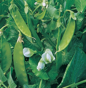 Mammoth Melting Sugar Pea