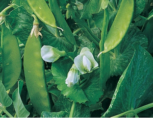 Mammoth Melting Sugar Pea