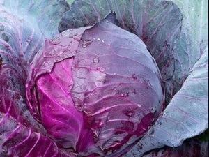 Mammoth Red Rock Cabbage (1889)