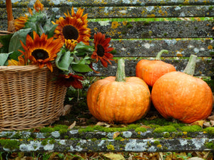 Mandan Banquet Squash (C.Maxima)