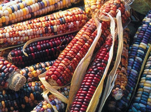 Mandan Bride Corn