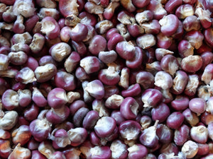 Mandan Red Clay Corn