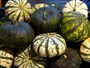 Mandan Squash (C.Pepo)