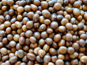 Manitoba Brown Soybean