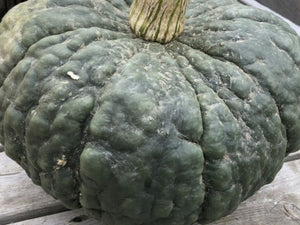Marina di Chioggia Squash (C.Maxima)
