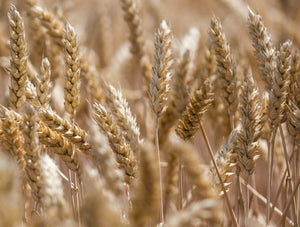 Marquis Wheat