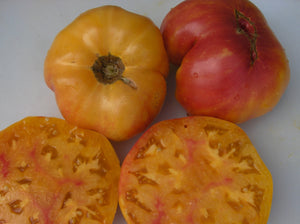 Mary Robinson's German Bicolor Tomato