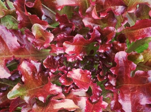Mascara Lettuce