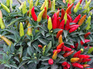 Matchbox Chili Pepper