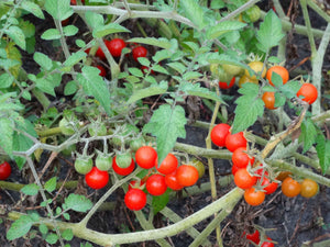 Matt's Wild Cherry Tomato