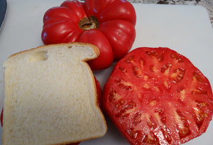 Meme Beauce Tomato