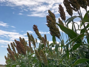 Mennonite Sorghum (Sorghum bicolor)