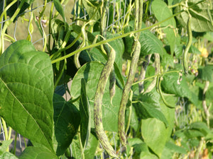 Mennonite Purple Stripe Bean