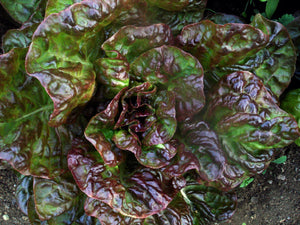 Merveille des Quatre Saisons Lettuce (pre-1885)