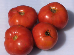 Millet’s Dakota Tomato (1913)