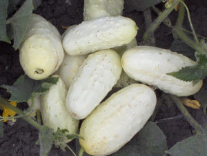 Miniature White Cucumber