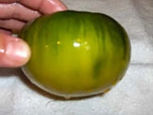 Moldovan Green Tomato