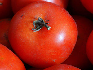 Moneymaker Tomato (1913)