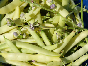 Mont D'or Bean (1800's)