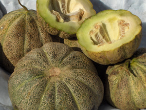 Montreal Market Melon (1870s)