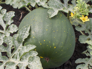 Moon and Stars Watermelon (pre-1926)
