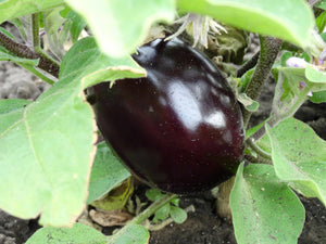 Morden Midget Eggplant (1958)
