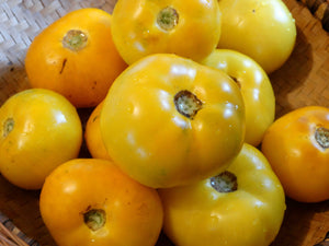 Morden Yellow Tomato (1950)