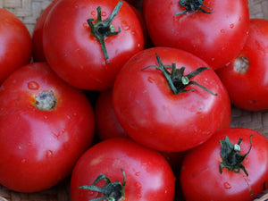 Mountain Princess Tomato