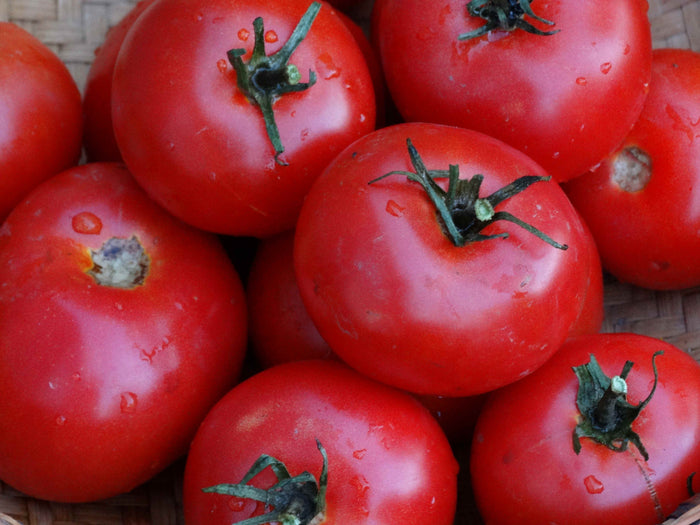 Mountain Princess Tomato