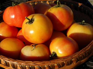 Mystery Keeper Tomato