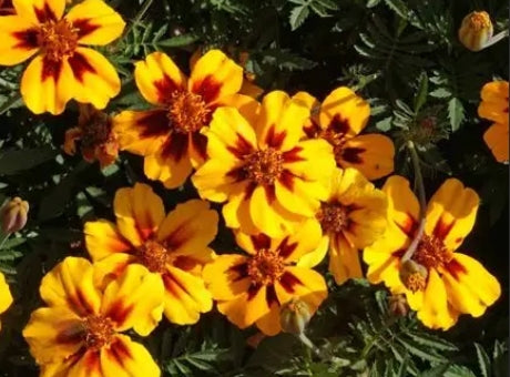 naughty marietta marigold seeds Naughty Marietta Marigold – Heritage Harvest Seed