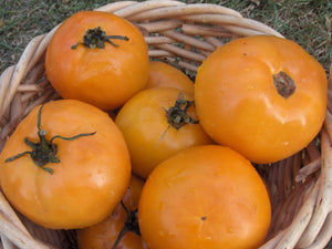 Nebraska Wedding Tomato (1800's)