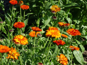 Neon Calendula