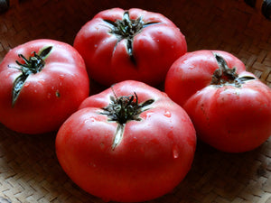 New Big Dwarf Tomato (1915)