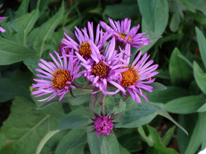 New England Aster