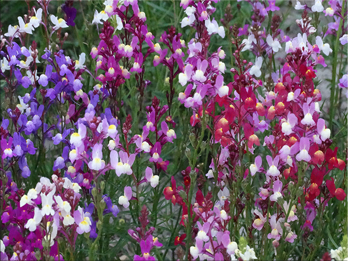 Northern Lights Spurred Snapdragon (Linaria maroccana)