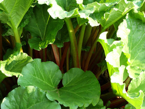 Old Homestead Rhubarb